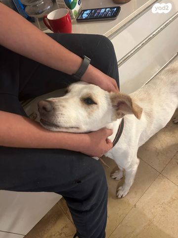 תמונת מודעה - חיות מחמד