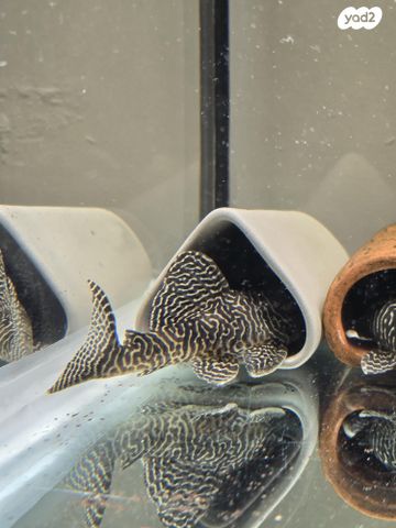 תמונת מודעה - חיות מחמד