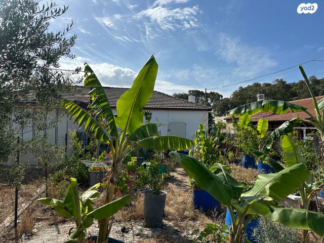 אביגדור עשת 