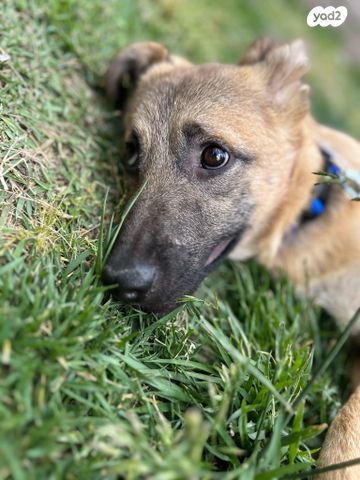 תמונת מודעה - חיות מחמד