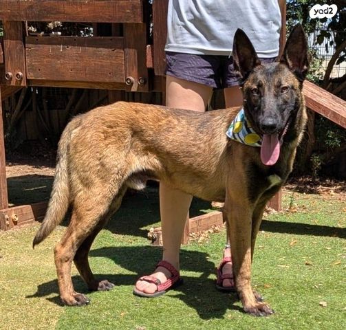 תמונת מודעה - חיות מחמד