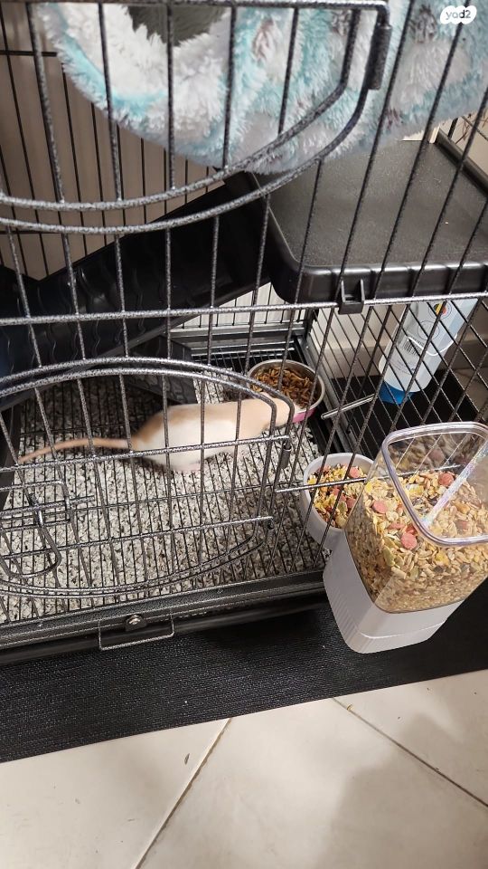 אביזרים | כלוב