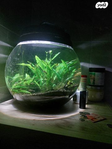 תמונת מודעה - חיות מחמד