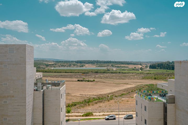 נרקיס 24