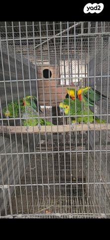 תמונת מודעה - חיות מחמד