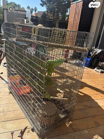 תמונת מודעה - חיות מחמד