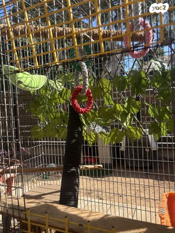 אביזרים | תאים למכרסמים