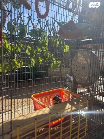 אביזרים | תאים למכרסמים