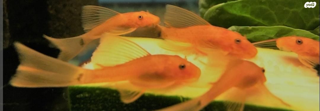 תמונת מודעה - חיות מחמד