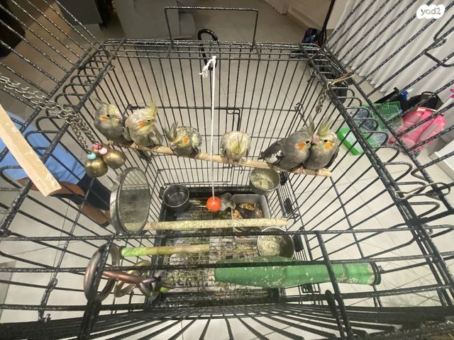 תוכי קוקוטייל