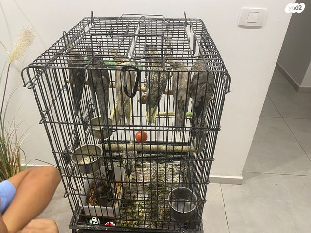 תוכי קוקוטייל