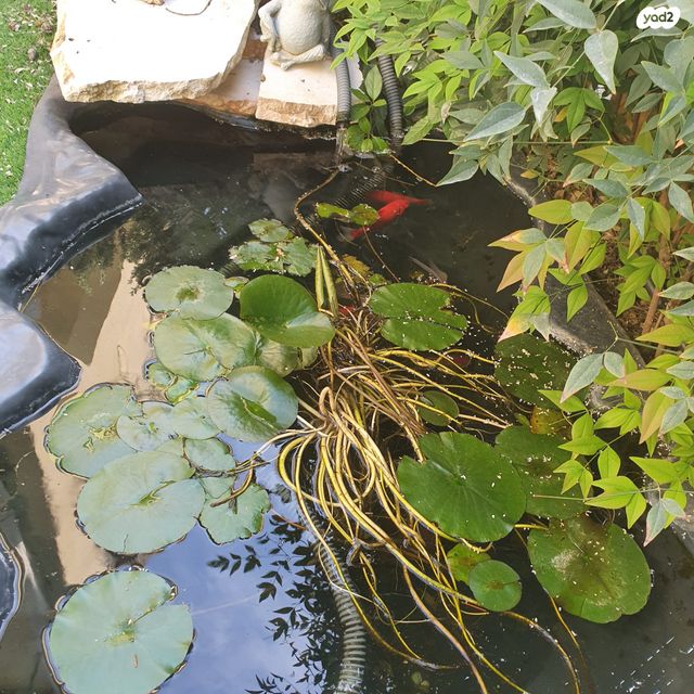 דירת גן, דורות, רמות רמז, חיפה