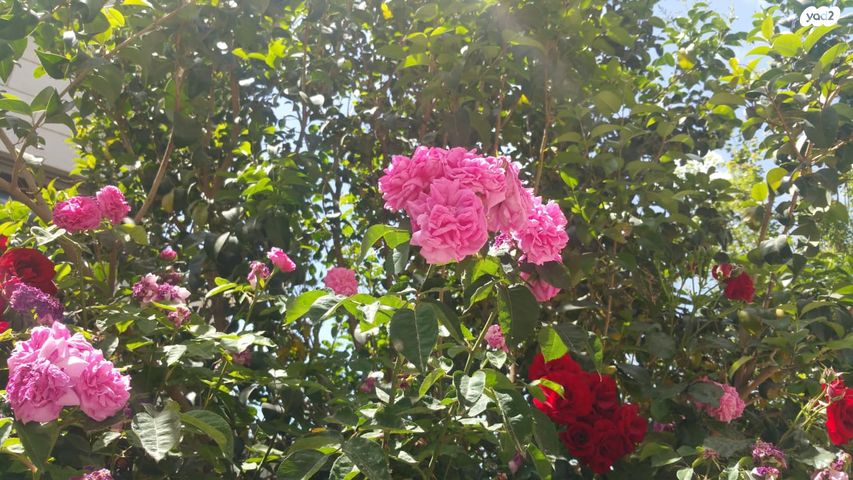 בית פרטי/ קוטג', צור הדסה