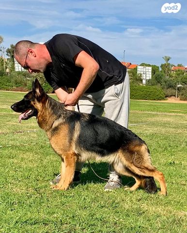 כלב רועה גרמני