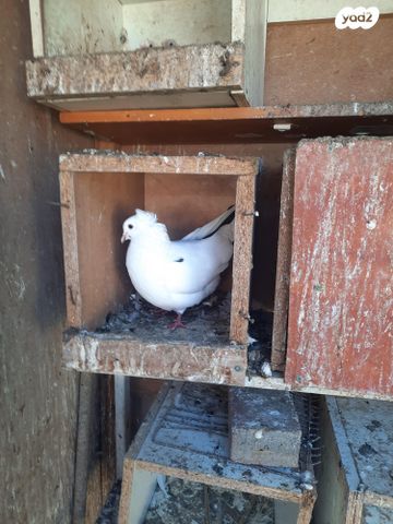 תמונת מודעה - חיות מחמד