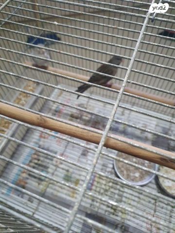 תמונת מודעה - חיות מחמד