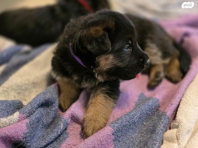 כלב רועה גרמני