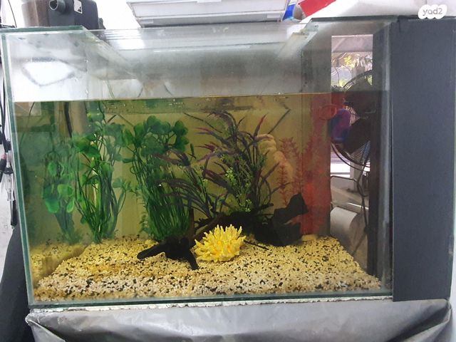 תמונת מודעה - חיות מחמד