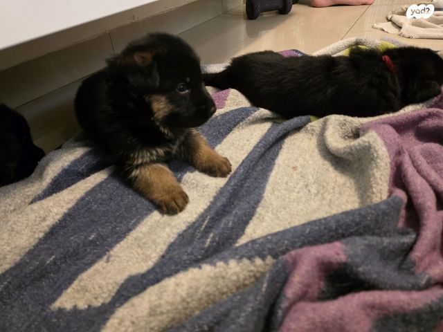 כלב רועה גרמני