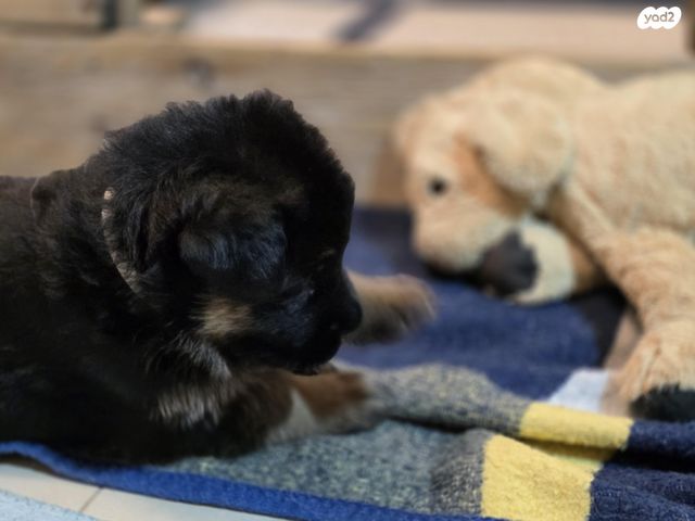 כלב רועה גרמני