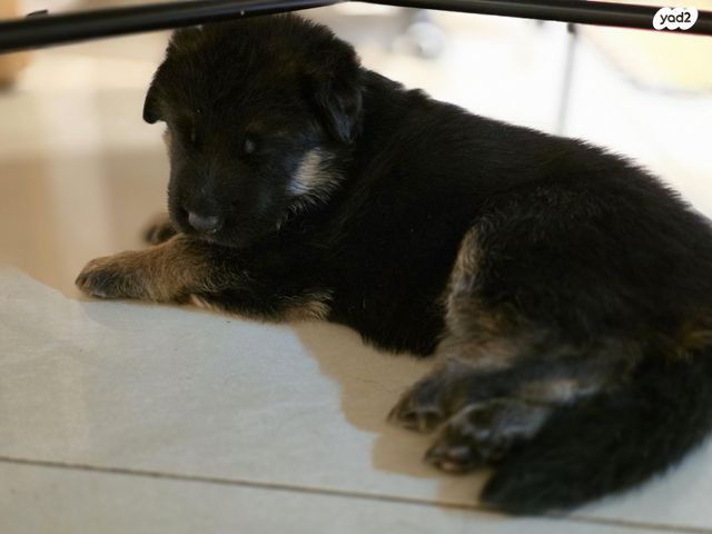 כלב רועה גרמני