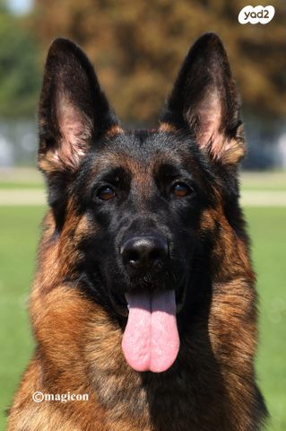 כלב רועה גרמני