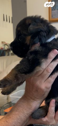 כלב רועה גרמני