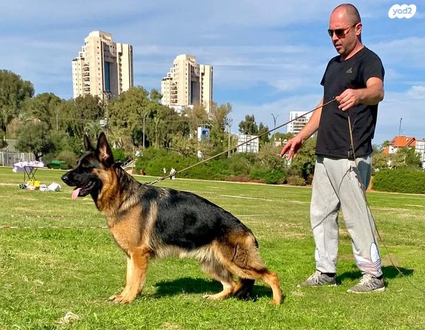 כלב רועה גרמני