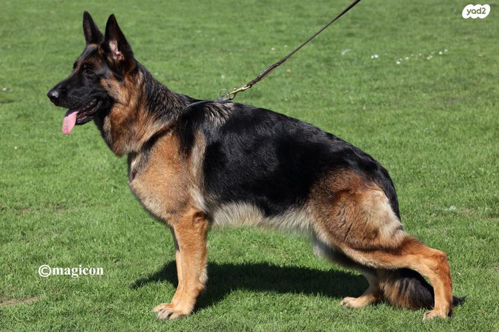 כלב רועה גרמני