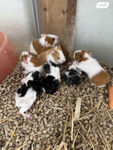 מכרסם שרקן \ קביה