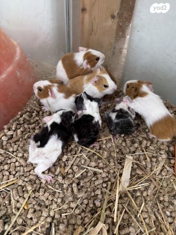 מכרסם שרקן \ קביה