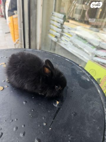 תמונת מודעה - חיות מחמד