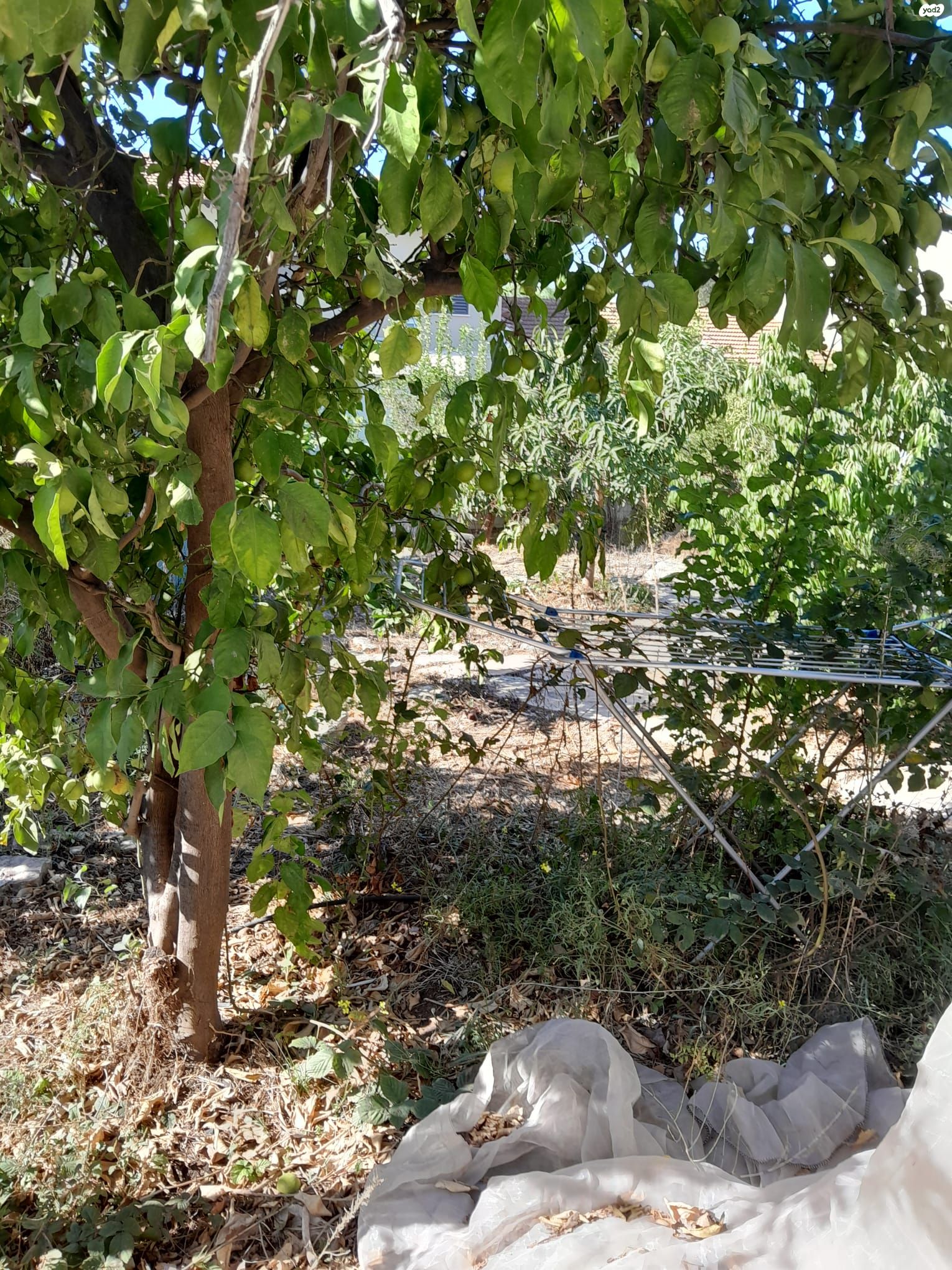 שיזף 7