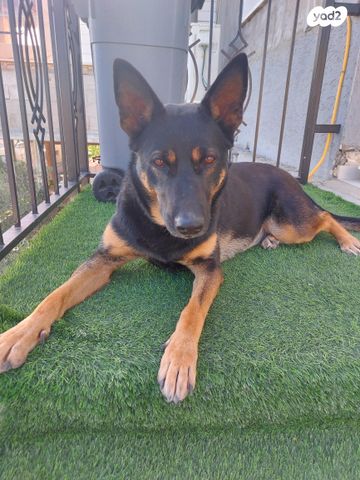 תמונת מודעה - חיות מחמד