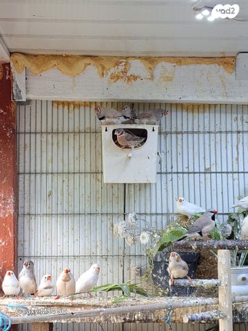 תמונת מודעה - חיות מחמד