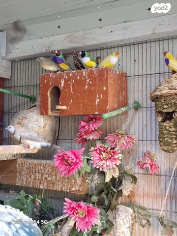 תוכי פינקים