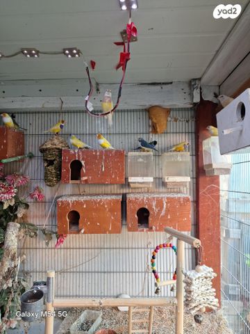 תוכי פינקים