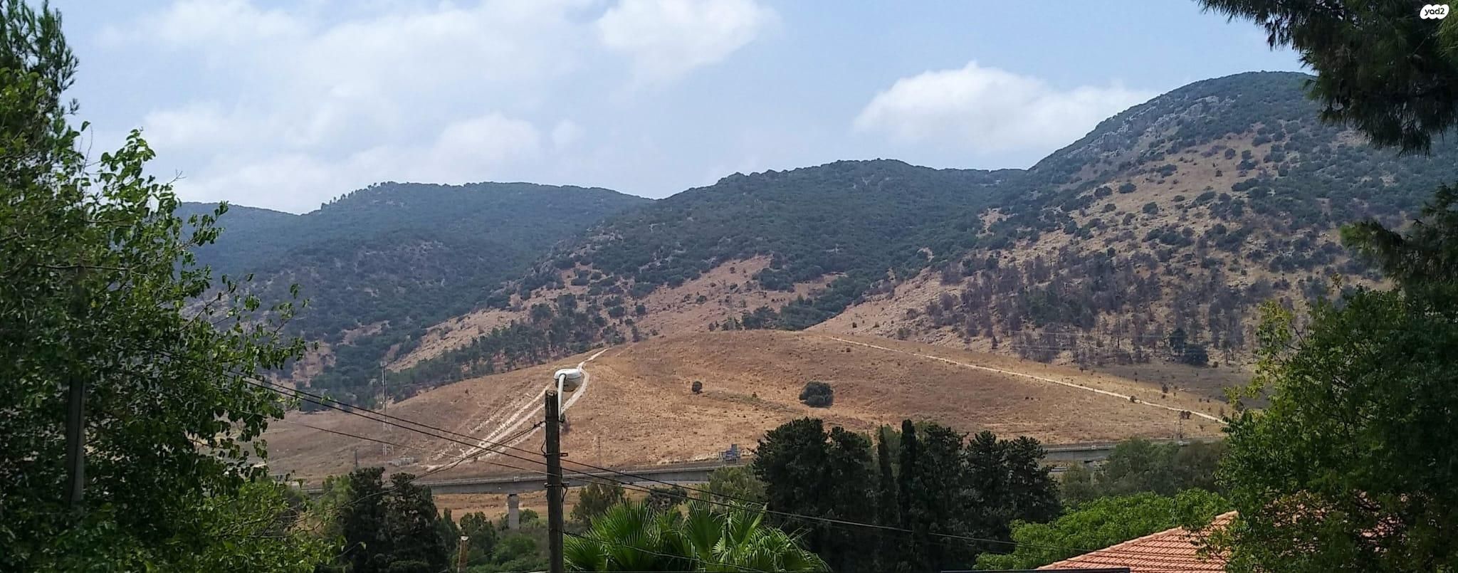 הצבעוני 5