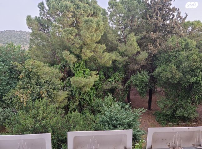 דירה, התמר, טנה, כרמיאל