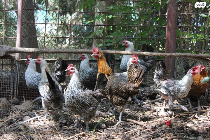 חיית משק בלאדי