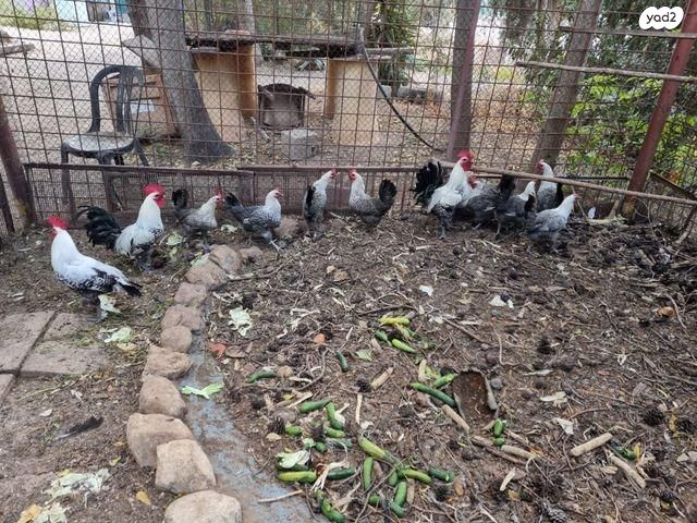 חיית משק בלאדי