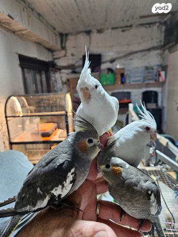 תמונת מודעה - חיות מחמד