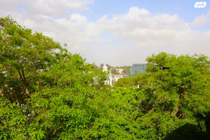 גבעת בית הכרם 