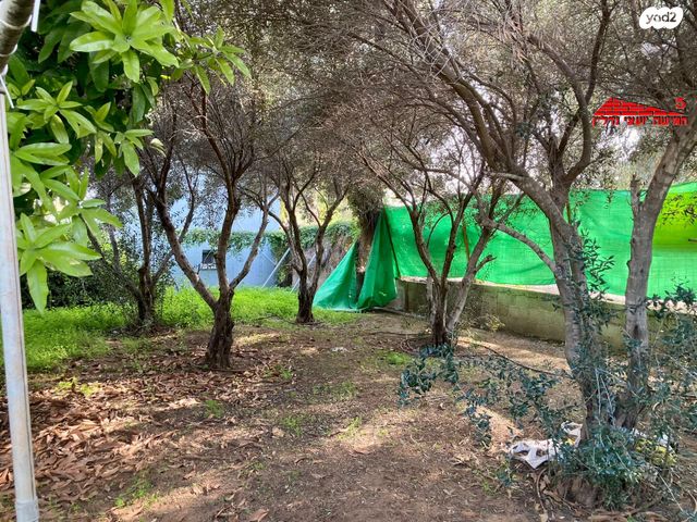 דו משפחתי, דוד המלך, ראשון לציון