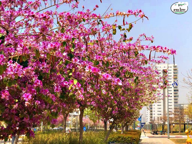 דירה, גלי כרמל, טירת כרמל