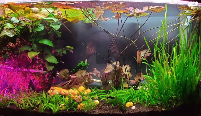 תמונת מודעה - חיות מחמד