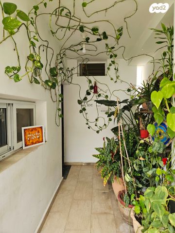 רחל הרשנזון 