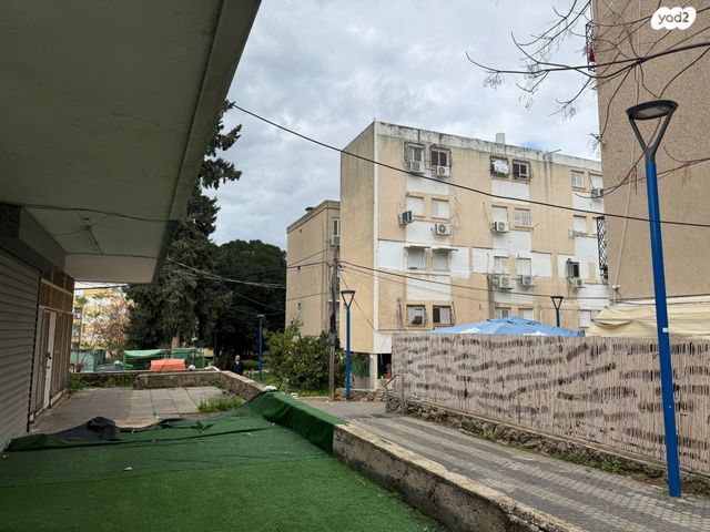 האורן 11