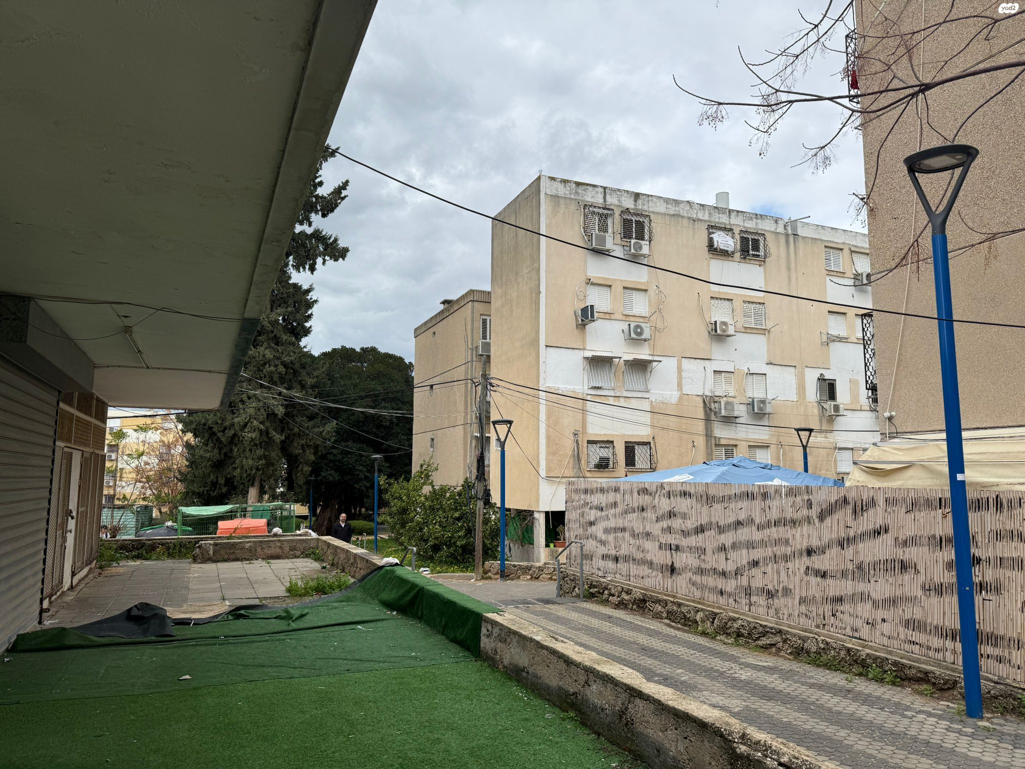 האורן 11