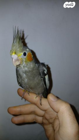 תמונת מודעה - חיות מחמד